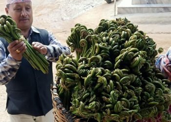 म्याग्दीको निउरो बागलुङेको भान्सामा
