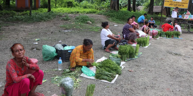 चितवनमा निउरो बेच्नेको गुनासो- ज्यानको बाजी थापेर निउरो टिप्यो, किन्नेले मूल्य घटाउँछन्