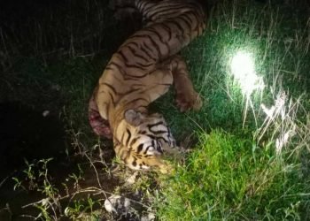 बाँकेमा मृतावस्थामा भेटियो पाटे बाघ