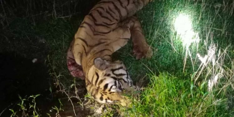 बाँकेमा मृतावस्थामा भेटियो पाटे बाघ