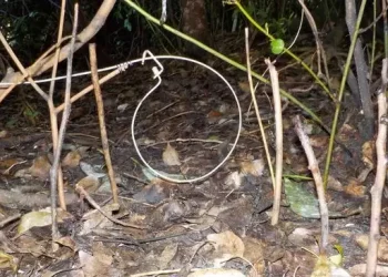 विद्युतीय पासोमा परेर एकको मृत्यु