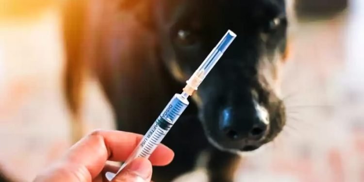 आज विश्व रेबिजविरुद्धको दिवस मनाइँदै