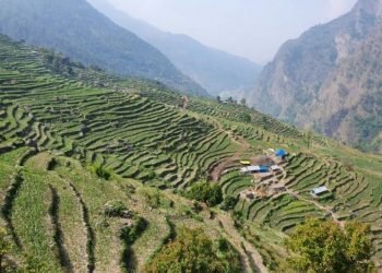 कृषिमा आत्मनिर्भर बन्दै शैलुङ