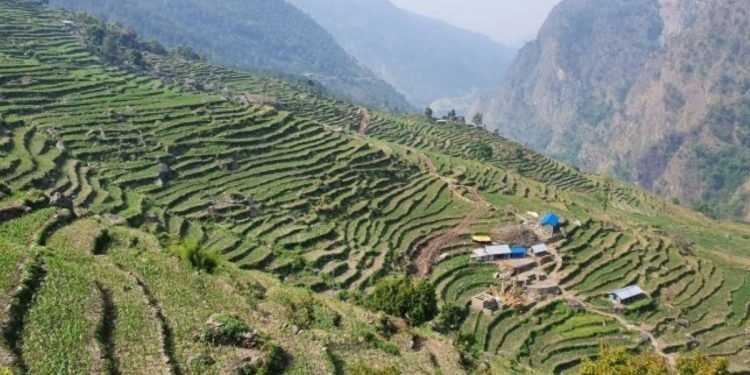 कृषिमा आत्मनिर्भर बन्दै शैलुङ