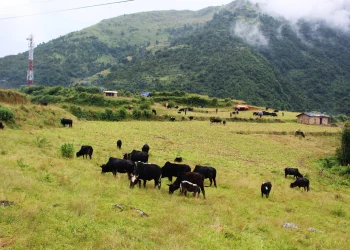 पुर्खाको नियम मान्दै पशुचौपाया लिएर भर्कोबाङ झरे भल्कोटवासी
