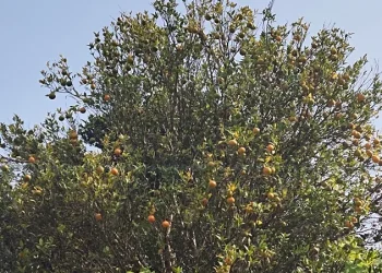 सल्यानको सुन्तला बगैँचामा ‘पिङ्क डिजिज’