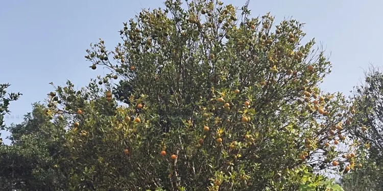 सल्यानको सुन्तला बगैँचामा ‘पिङ्क डिजिज’