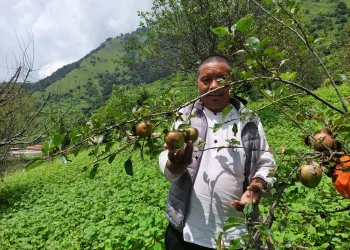 म्याग्दीको गुर्जामा स्याउखेतीको परीक्षण सफल