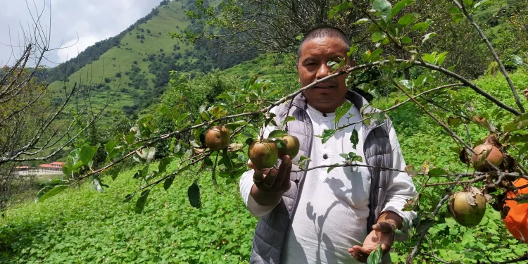म्याग्दीको गुर्जामा स्याउखेतीको परीक्षण सफल