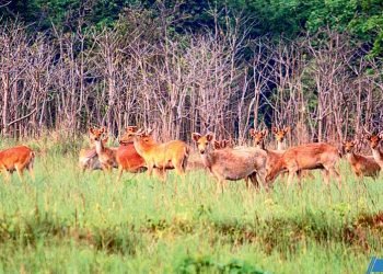 शुक्लाफाँटाः पर्यटकका लागि आकर्षक गन्तव्य