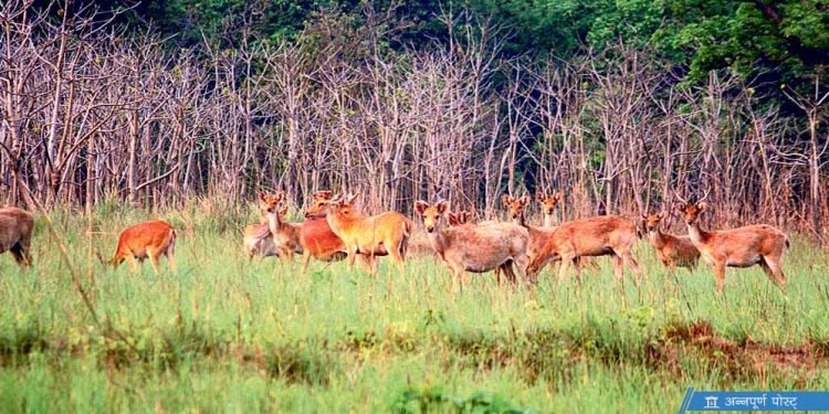 शुक्लाफाँटाः पर्यटकका लागि आकर्षक गन्तव्य