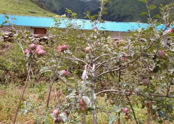 ढोरपाटन क्षेत्रमा स्याउ उत्पादनमा कमी