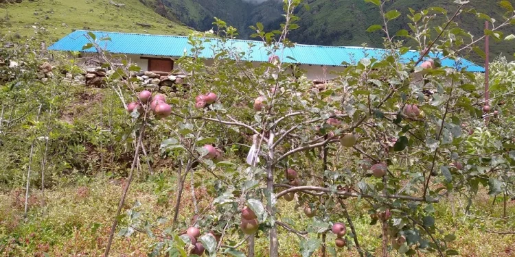 ढोरपाटन क्षेत्रमा स्याउ उत्पादनमा कमी