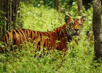 चितवन निकुञ्जमा बाघ राख्न ठाउँ अभाव, बर्दिया पठाइयो