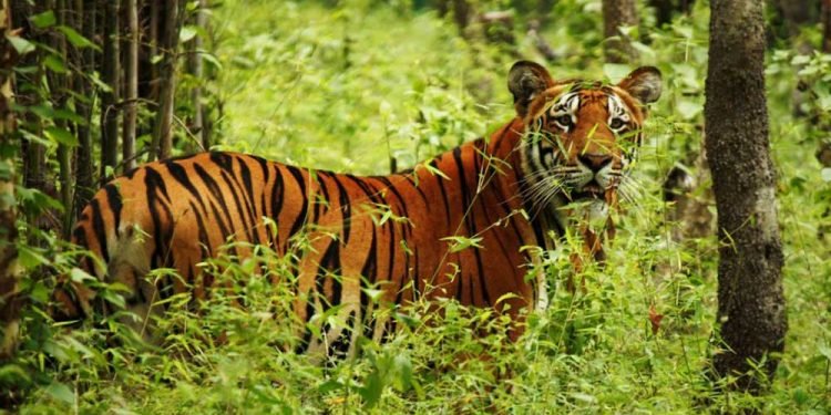 चितवन निकुञ्जमा बाघ राख्न ठाउँ अभाव, बर्दिया पठाइयो