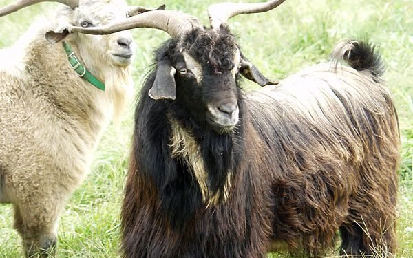 मुस्ताङबाट तेइस करोडको च्याङ्ग्रा निकासी