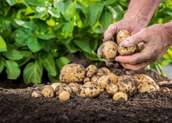 आलु उत्पादन वृद्धि हुँदा किसान उत्साहित