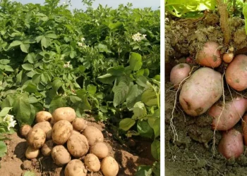 फलफूल र आलुबाली विकास आयोजना
