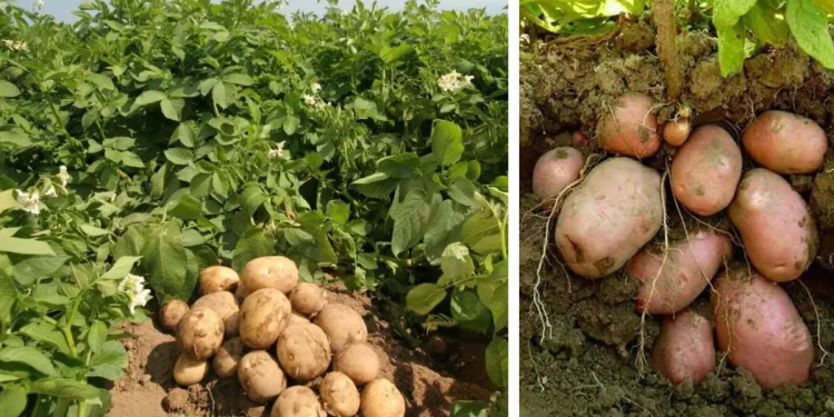 फलफूल र आलुबाली विकास आयोजना