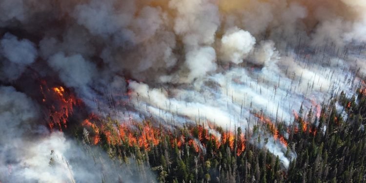अष्ट्रेलियामा सात दिनभित्र चार सय जङ्गलमा आगलागी