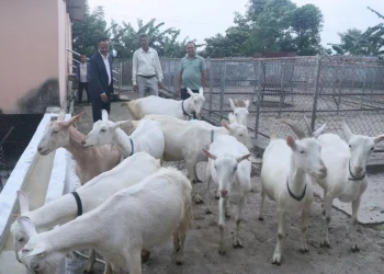 बाख्राको दूधबाट बनेको चिजको माग उच्च