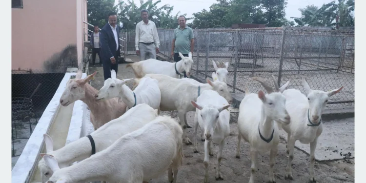 बाख्राको दूधबाट बनेको चिजको माग उच्च