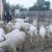 बाख्राको दूधबाट बनेको चिजको माग उच्च