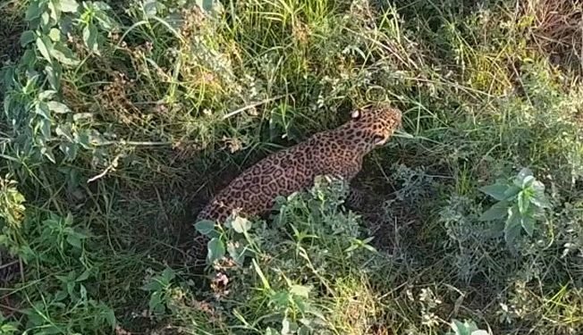 चितुवाको आक्रमणबाट एक बालिका घाइते