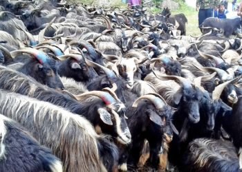 भेडाच्याङ्ग्रा बेच्न जुम्लाबाट हिँडेर १७ दिनमा बेनी