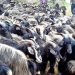 भेडाच्याङ्ग्रा बेच्न जुम्लाबाट हिँडेर १७ दिनमा बेनी