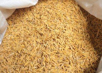 अनुदानको बीउप्रति किसानको विश्वास न्युन