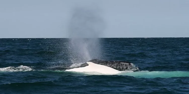 ह्वेल माछाले डुङ्गालाई ठक्कर दिएपछि‘
