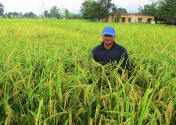 छरुवा (डिआरएस) प्रविधिले धानको उत्पादन बढ्दो