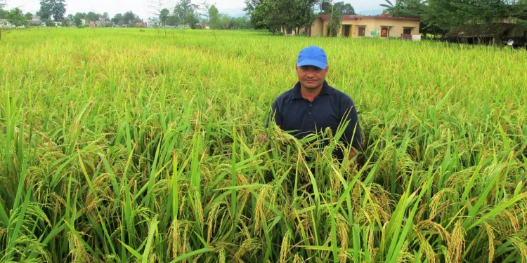 छरुवा (डिआरएस) प्रविधिले धानको उत्पादन बढ्दो