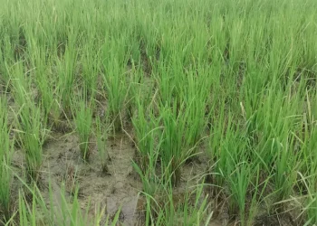 फड्के किराको प्रकोपले धानबालीमा व्यापक नोक्सानी
