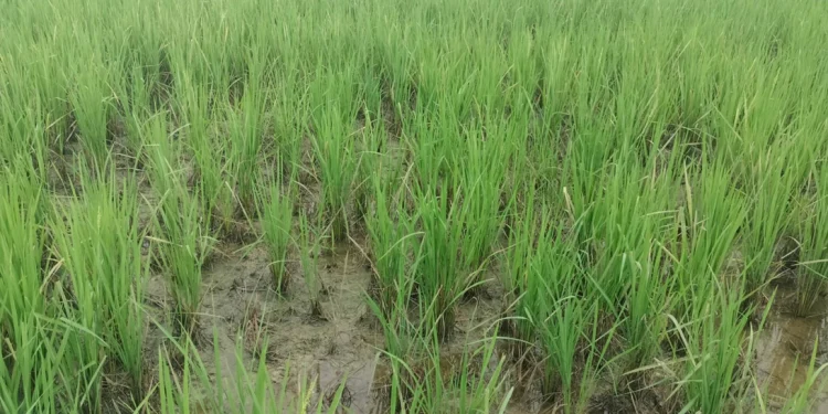 फड्के किराको प्रकोपले धानबालीमा व्यापक नोक्सानी