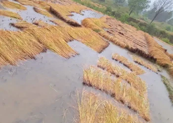 कञ्चनपुरमा पाकेको धान खेतमै भिजेपछि किसान चिन्तित