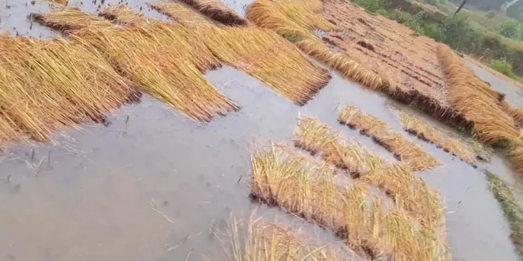 कञ्चनपुरमा पाकेको धान खेतमै भिजेपछि किसान चिन्तित