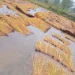 कञ्चनपुरमा पाकेको धान खेतमै भिजेपछि किसान चिन्तित