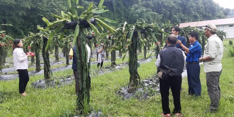 पहिले दुर्व्यसनीको अखडा, अहिले बन्यो ड्रागन फ्रुटको बगैँचा