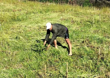 बेमौसमी वर्षाले फापर बाली र तरकारी नष्ट