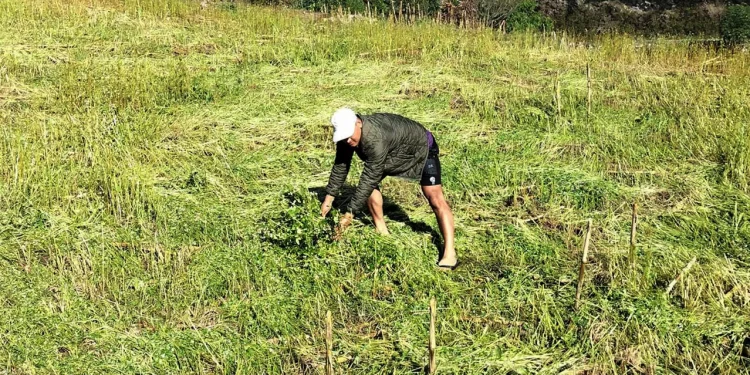 बेमौसमी वर्षाले फापर बाली र तरकारी नष्ट