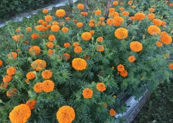 विद्यार्थीको फूलखेतीले उदयपुर आत्मनिर्भर बन्दै