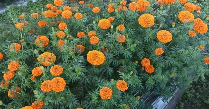 विद्यार्थीको फूलखेतीले उदयपुर आत्मनिर्भर बन्दै