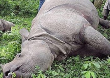 जुधेर मरेको अवस्थामा गैँडा फेला, खाग र खुर सुरक्षित