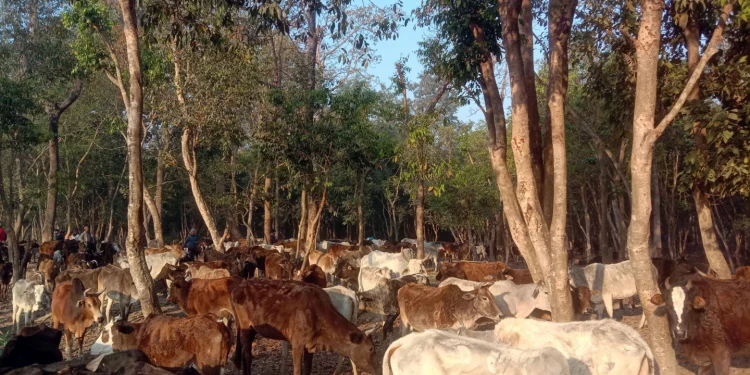 गौशालामा गौमूत्र प्रशोधन गर्न ‘प्लान्ट’ जडान