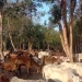 गौशालामा गौमूत्र प्रशोधन गर्न ‘प्लान्ट’ जडान
