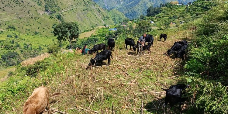 ‘बुकी’बाट बेँसी झर्न थाले गोठाला