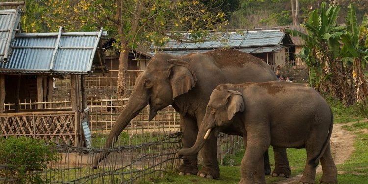 चितवनको माडीमा जंगली हात्तीको आतंक