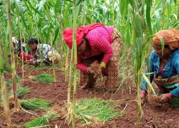 गाउँमा कोदो खेती घट्दै, सहरमा महत्व बढ्दै